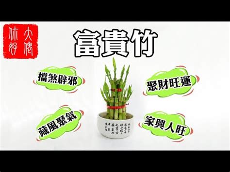 開運竹禁忌|【發財竹】看過來！貼心懶人包，新手也能輕鬆養出旺財招運發財。